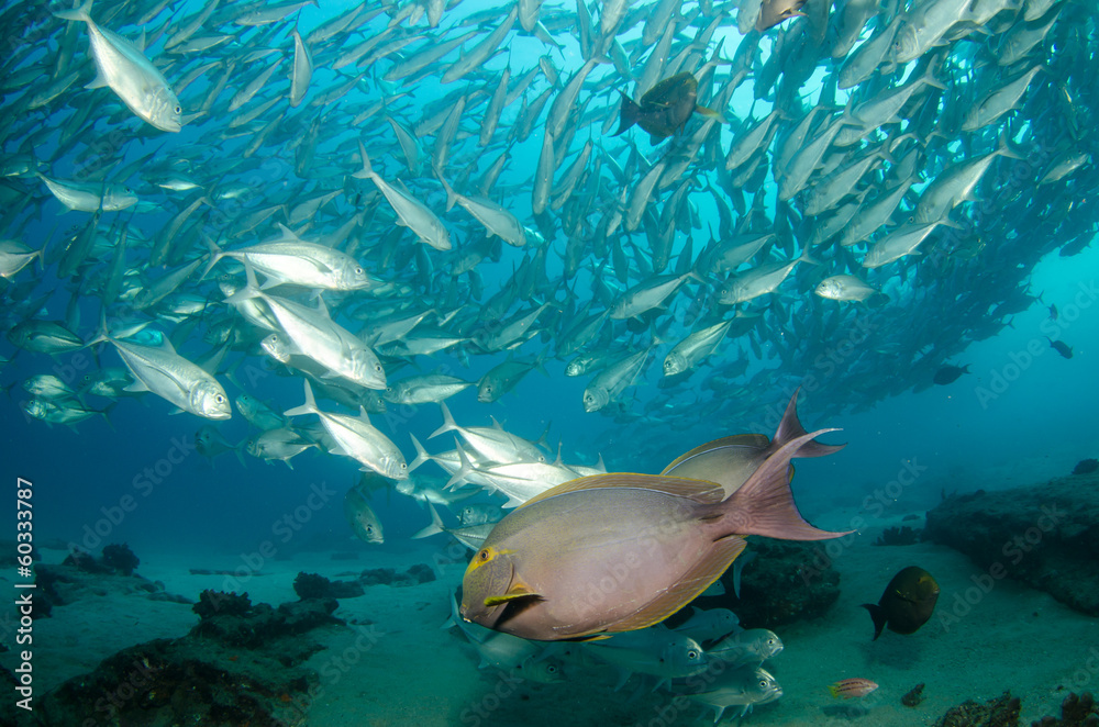 Obraz premium surgeonfish, sea of cortez