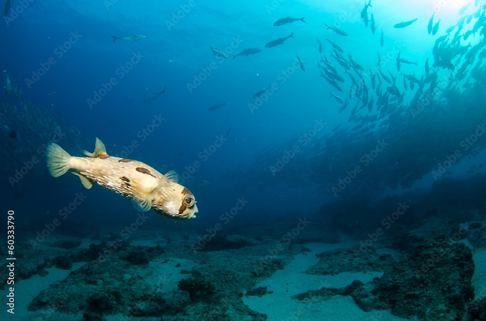 Fototapeta premium porcupinefish