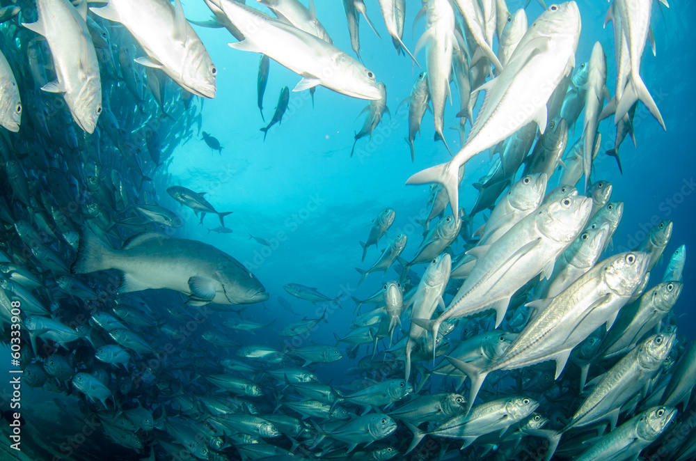 Fototapeta premium Grouper, pacific reefs.