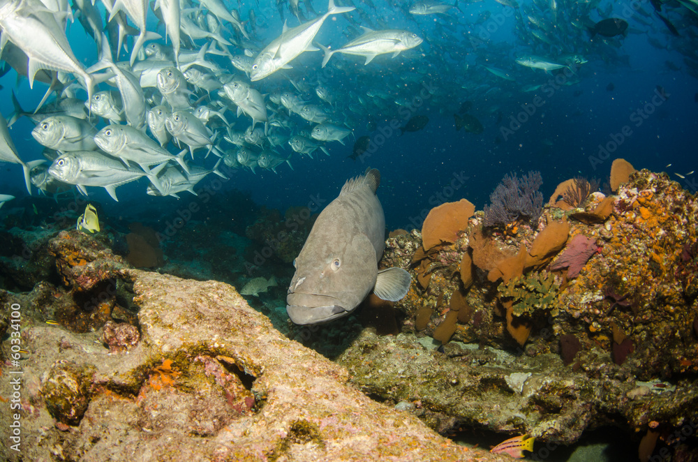 Obraz premium Grouper, pacific reefs.