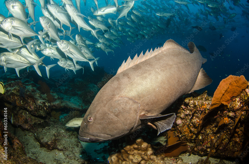 Fototapeta premium Grouper, pacific reefs.