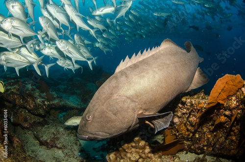 Grouper, pacific reefs. photo