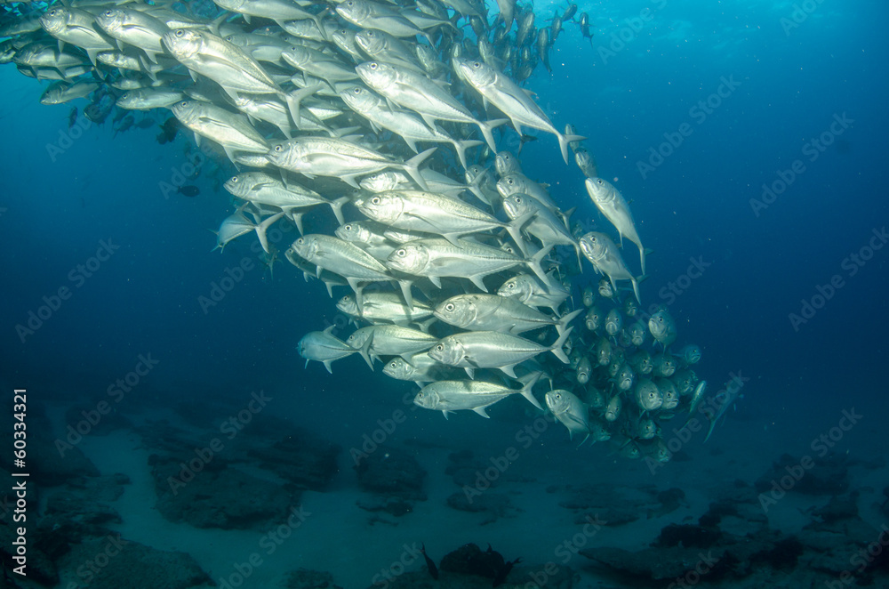 Obraz premium Trevally baitball