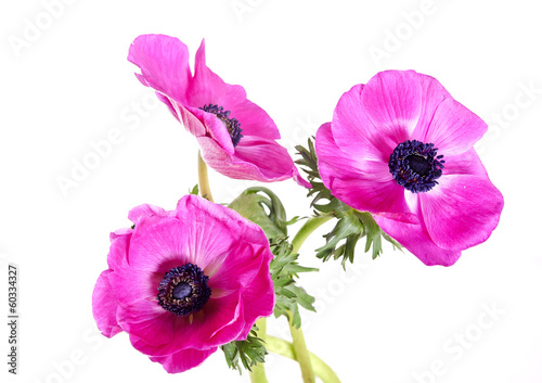 Fototapeta Naklejka Na Ścianę i Meble -  pink anemones
