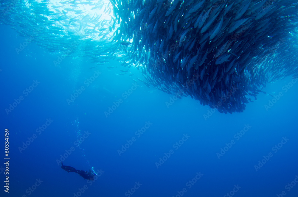 Naklejka premium Trevally baitball