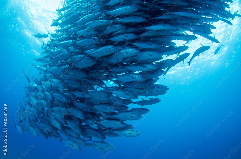 Fototapeta premium Trevally baitball