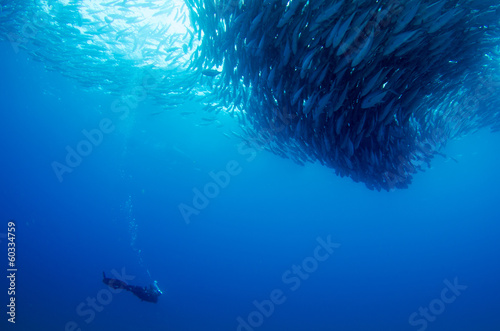 Trevally baitball