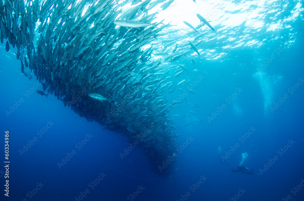 Fototapeta premium Trevally baitball