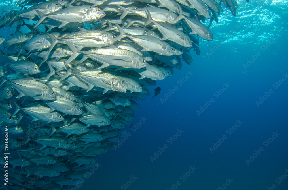 Obraz premium Trevally baitball
