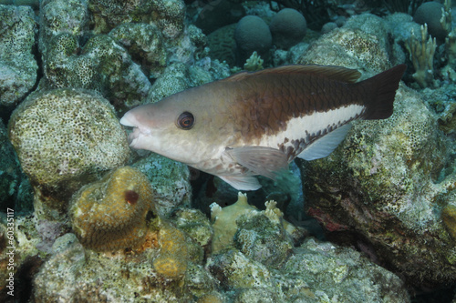 Queen Parrotfish - Intiial Phase - Bonaire