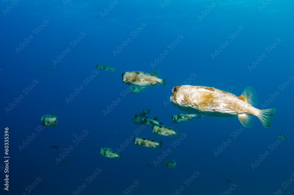Fototapeta premium porcupinefish