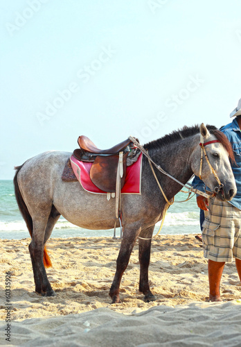 Horses on the beautiful beach