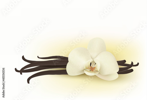 Vanilla. Vector.