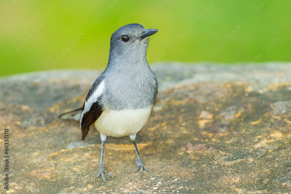 Front side of Oriental Magpie Robin in nature Front side of Oriental Magpie Robin in nature