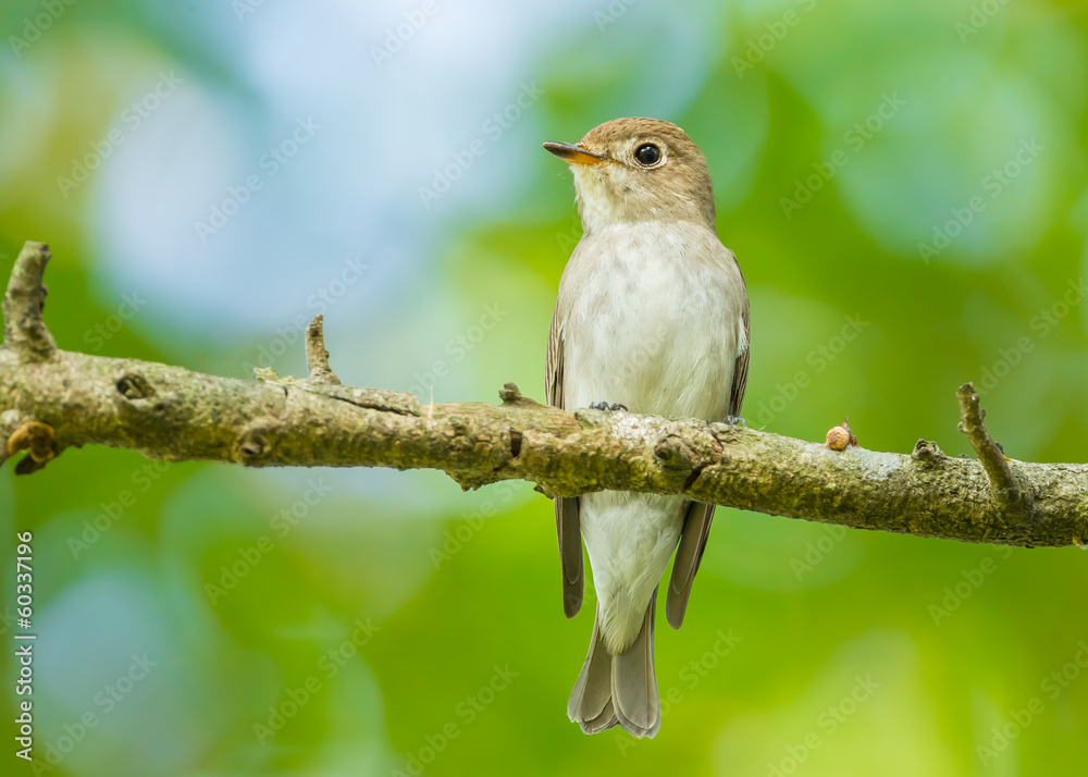 Fototapeta premium Asian Brown Flycatcher (Muscicapa latirostris) on the branch