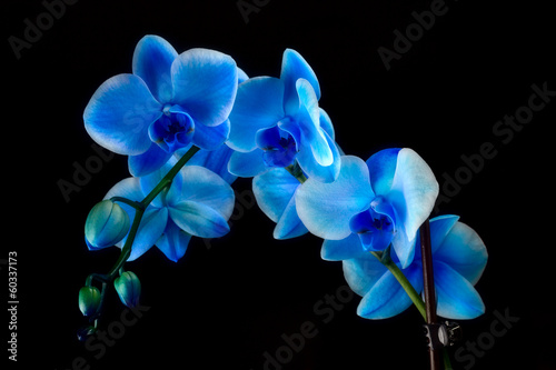 Fototapeta Naklejka Na Ścianę i Meble -  Blue sapphire orchid