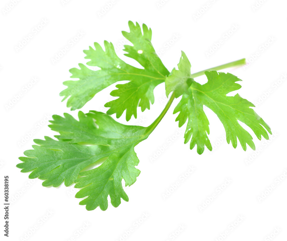 Fresh coriander leaf isolated on white background Fresh coriander leaf isolated on white background