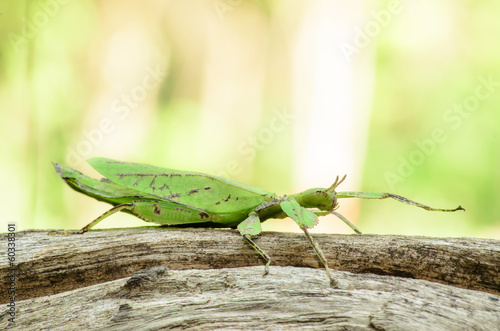 Εκτύπωση καμβά Phyllium giganteum, leaf insect walking leave