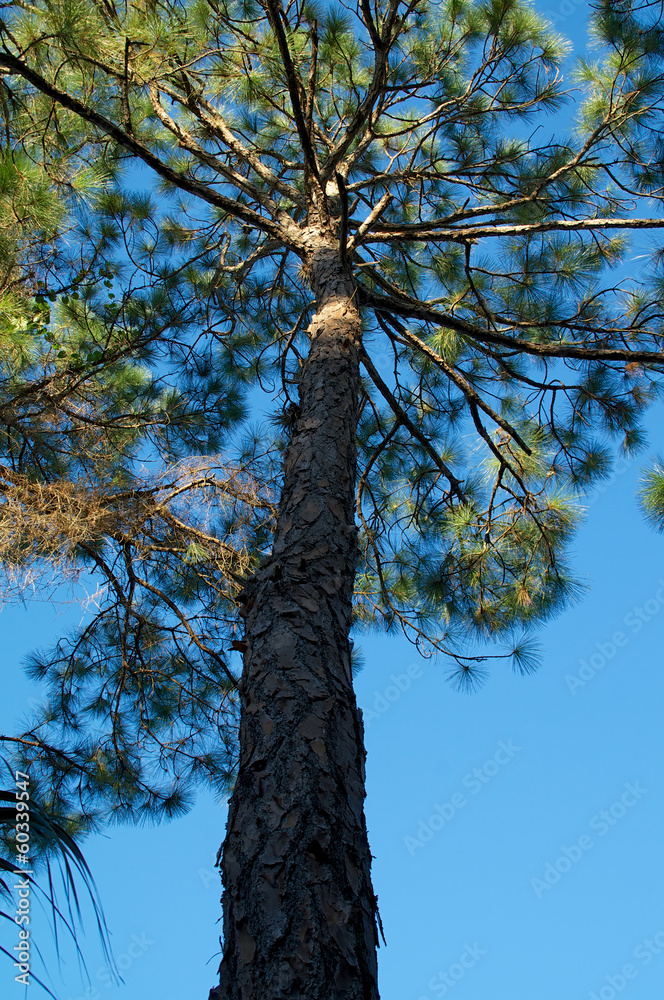 Fototapeta premium tall pine tree