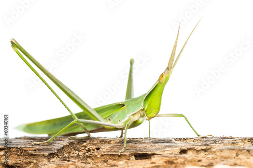 Long head Grasshopper