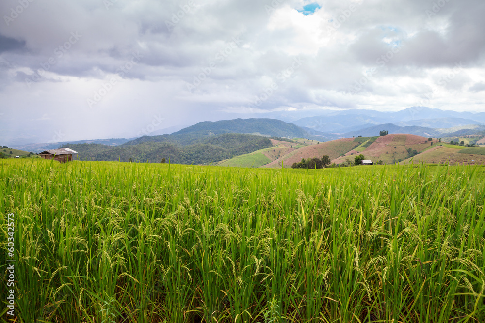 Fototapeta premium Green Terraced Rice Field