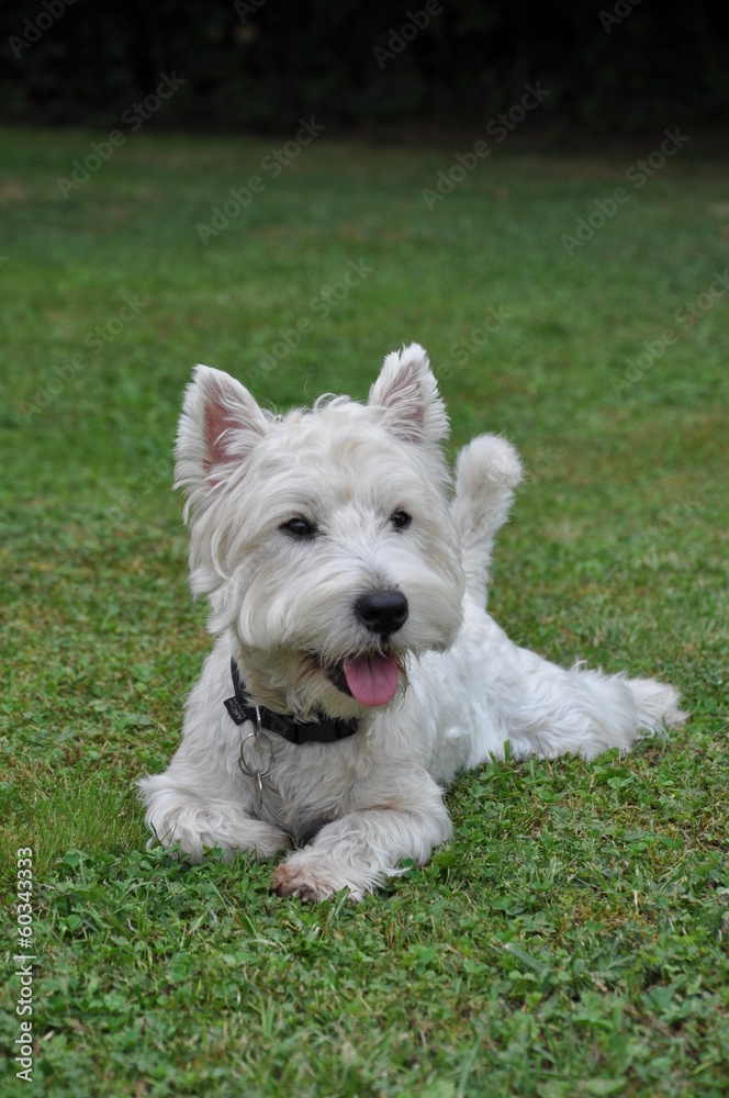 Chien West Highland white terrier , westie, jeune Chien West Highland white terrier , westie, jeune
