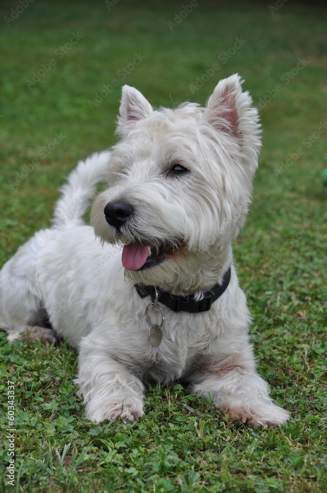 Chien West Highland white terrier , westie, jeune