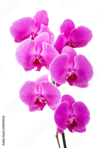 Fototapeta Naklejka Na Ścianę i Meble -  Orchid radiant flower