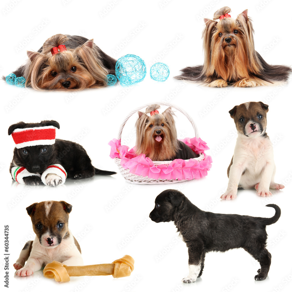 Collage of cute puppies isolated on white - obrazy, fototapety, plakaty 