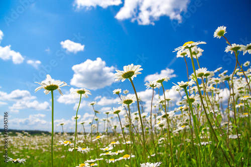 summer rural landscape with a blossoming meadow and the blue sky