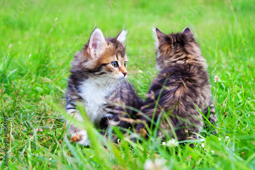 beautiful kittens plays in a green grass