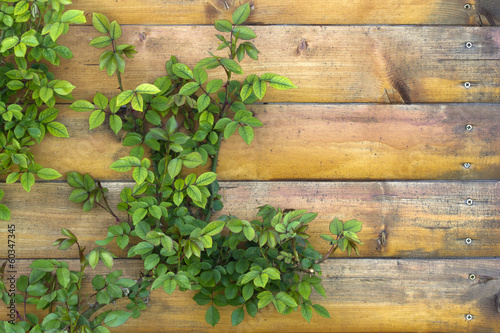 Rose plant on wooden wall.