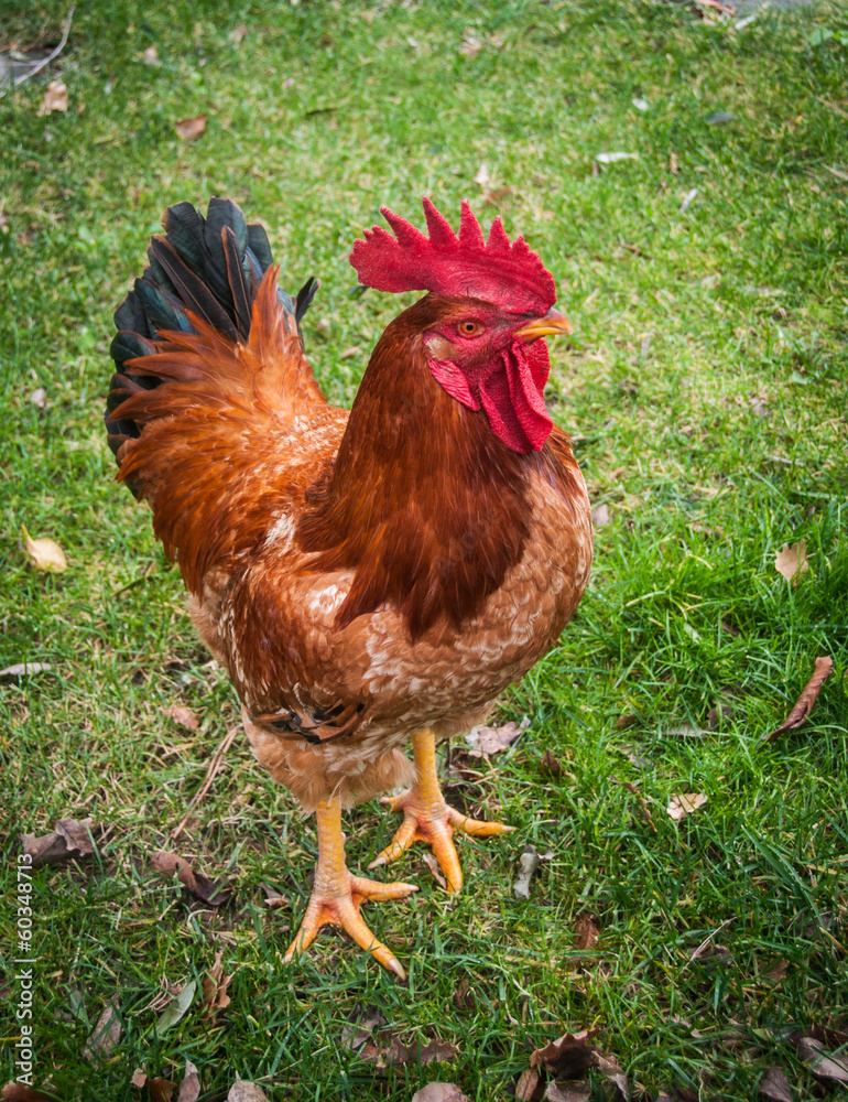 Fototapeta premium Il gallo