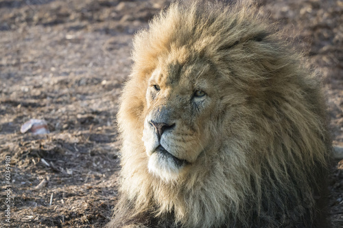 Fototapeta Naklejka Na Ścianę i Meble -  Lion
