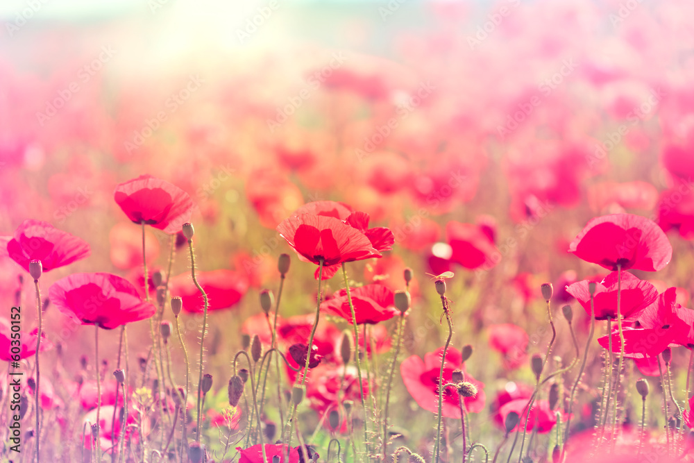 Fototapeta premium Wild poppy flower