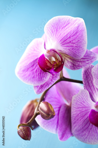 Fototapeta Naklejka Na Ścianę i Meble -  Beautiful orchid