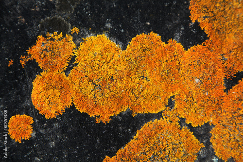 Fototapeta Naklejka Na Ścianę i Meble -  Orange Lichen on black rock