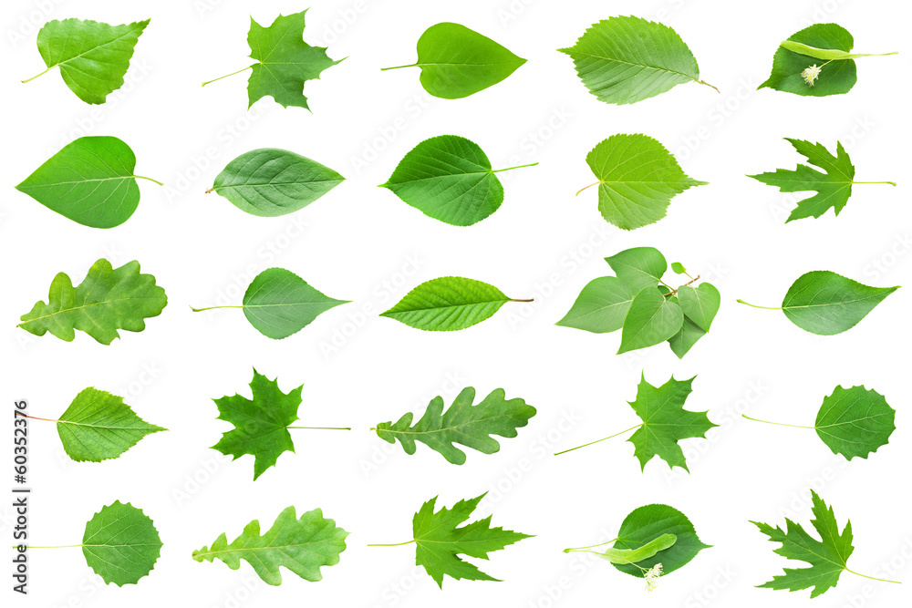 Green Leaves - obrazy, fototapety, plakaty 