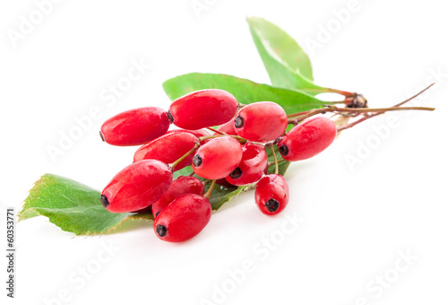 Barberry with leaves isolated on a white background