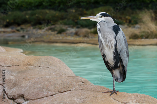 Grey Heron 2