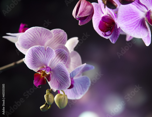 Fototapeta Naklejka Na Ścianę i Meble -  Beautiful orchids