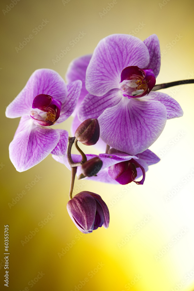 Fototapeta premium Orchid