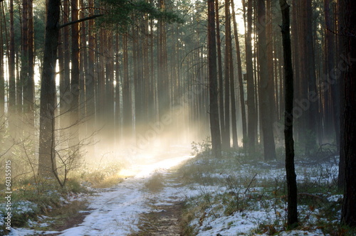 Fototapeta Naklejka Na Ścianę i Meble -  Zima w lesie.