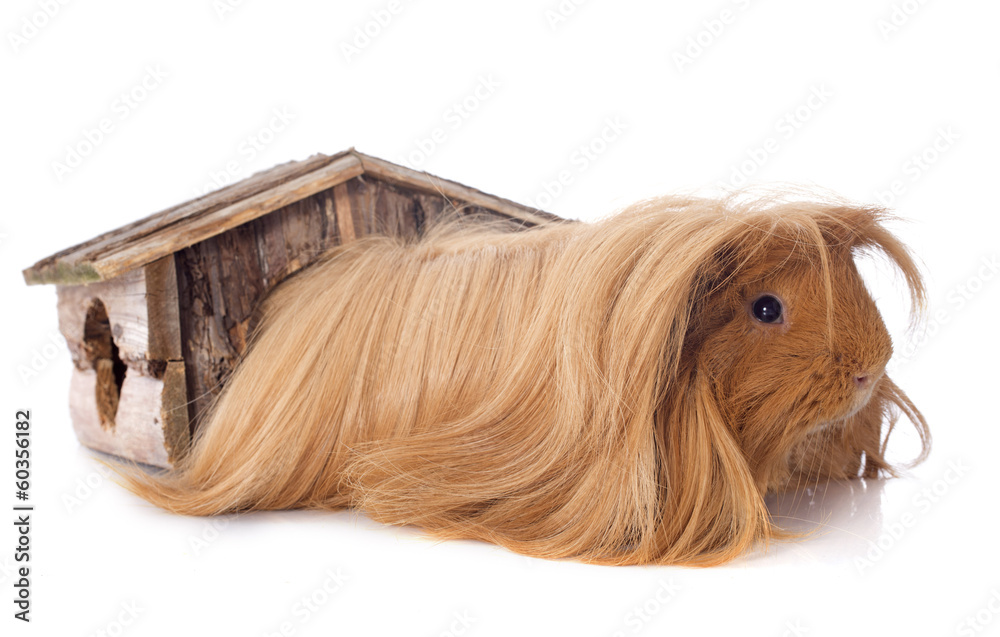 Naklejka premium Peruvian Guinea Pig