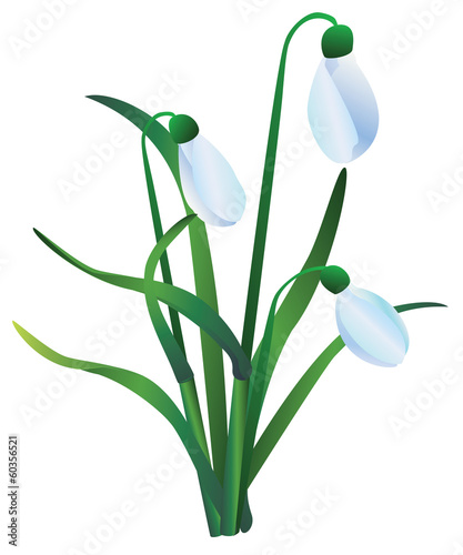group of snowdrops