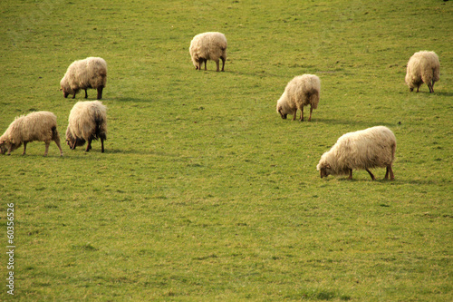 Ovejas pastando en una pradera