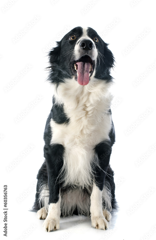 border collie