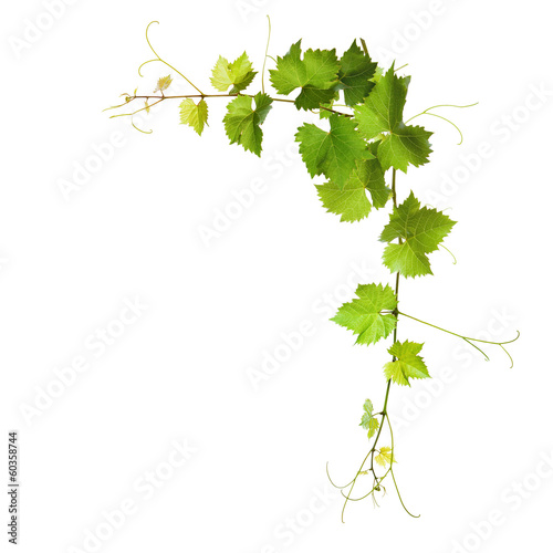 Collage of vine leaves