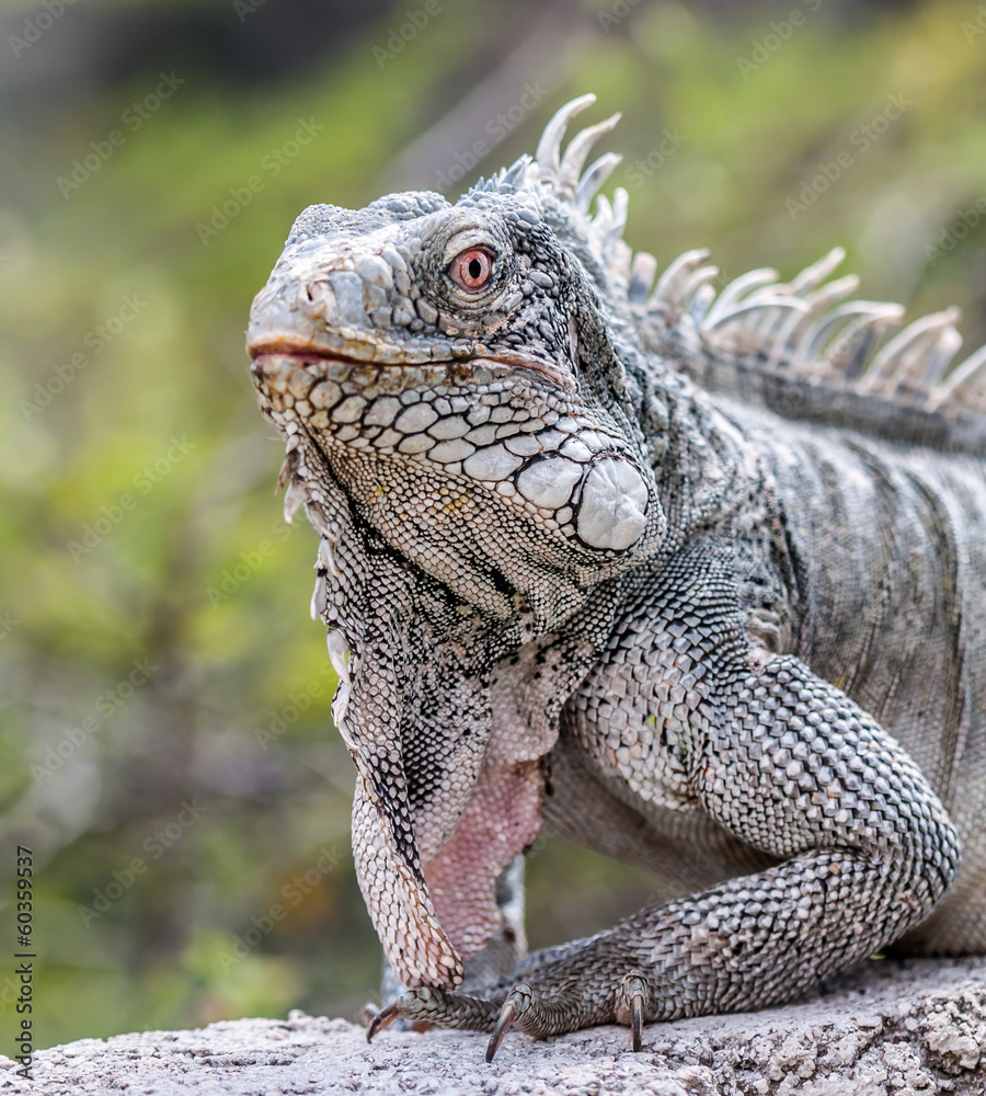 Obraz premium Iguana