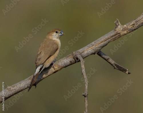 Indian Silverbill or White throated Munia (Euodice malabarica)